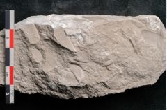 Foto (Detailansicht) von Dictyopteris brongniarti Gutb. (NHMW-GEO-2024-0188-10785)